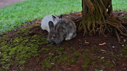 Wall Mural - Rabbit in the garden is eating carrots