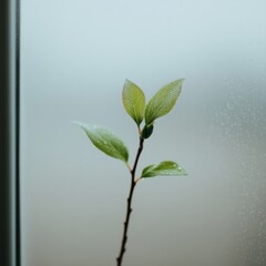 Canvas Print - Fresh Spring Leaves with Dewdrops in Morning Light Through Window