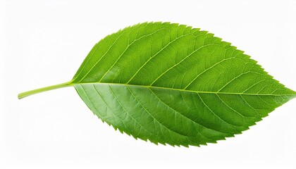 Poster - green leaf isolated on white