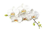 Beautiful white orchids blooming gracefully on a delicate stem in a serene, minimalist setting isolated on transparent background