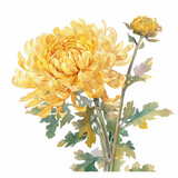 Meticulous yellow chrysanthemum Chinese A bouquet of yellow flowers with a white background. The flowers are yellow and are arranged in a way that they look like they are in a vase