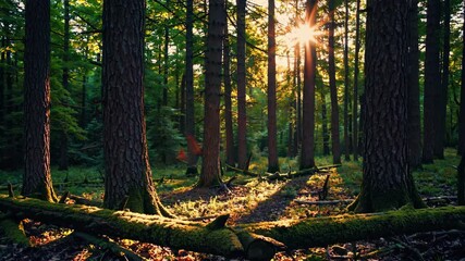 Poster - Sunlight streaming through dense forest with moss-covered ground, serene nature concept