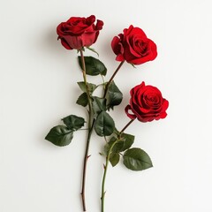 Wall Mural - Three red roses are standing next to each other on a white background