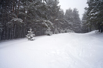 Wall Mural - Winter forest with snow-covered road in a clearing between coniferous trees. Copy space.