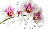 Orchids splashing water, white background, purity, spa