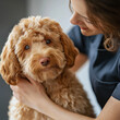 © Galina - Professional Dog Groomer Trimming a Fluffy Goldendoodle Puppy in a Modern Studio