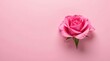 © Sumrit - A single, delicate pink rose blossom rests gently on a soft pink background, a perfect image for expressing tenderness and affection.