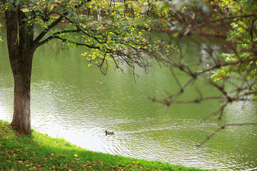 Wall Mural - city park without people on an autumn day, bright rays of the sun shine through the crowns of maple trees