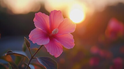 Wall Mural - Delicate pink flower illuminated by sunset glow with blurred blossoms in background creating a serene nature scene of tranquility and beauty.