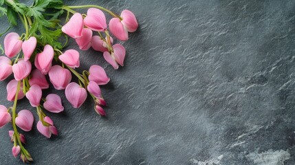 Poster - Pink dicentra flowers on a textured grey background with ample space for text and design elements in a stylish composition.
