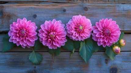 Poster - Pink dahlias arranged beautifully on a rustic wooden background showcasing vibrant colors and natural textures in a harmonious composition