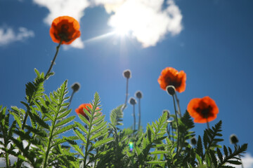 Wall Mural - blooming poppies in the field