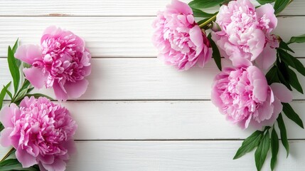 Poster - Pink peonies arranged elegantly on a white wooden background creating a serene and inviting floral composition.