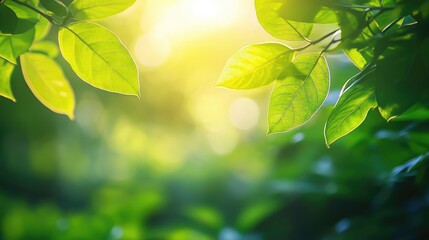 Poster - Green leaves against a blurred garden background illuminated by sunlight creating a serene and refreshing nature wallpaper concept