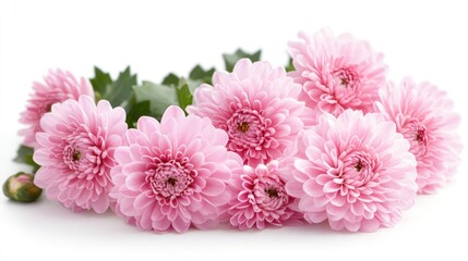 Poster - Delicate pink flowers arranged elegantly on a white background showcasing nature's beauty and floral charm.