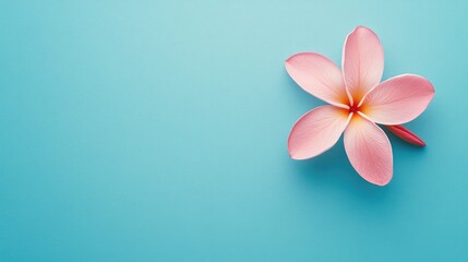 Poster - Pink Frangipani flower isolated on vibrant blue background showcasing its delicate petals and serene beauty for nature themed designs