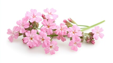 Poster - Delicate pink verbena flowers arranged elegantly on a pristine white background showcasing their natural beauty and charm.