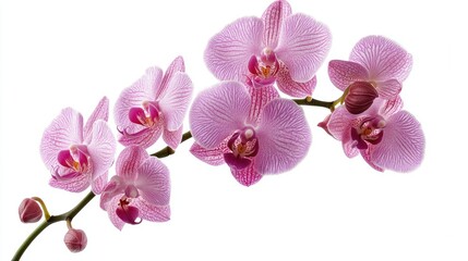 Poster - Pink orchid floral arrangement on a white background showcasing vibrant petals and delicate beauty for botanical decor or design use.
