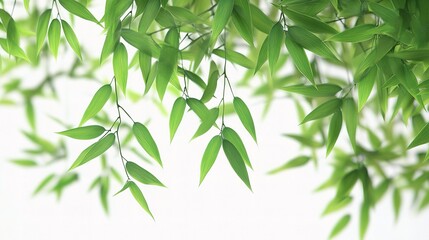 Wall Mural - Fresh Green Bamboo Leaves Isolated on White Background for Design