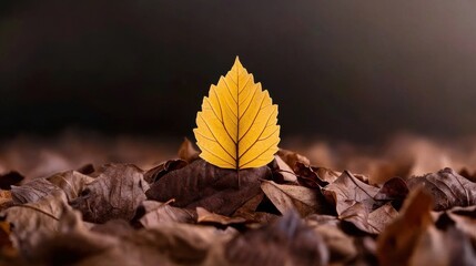 Poster - A single, uniquely colored autumn leaf standing out among a pile of brown leaves