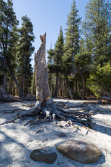 Wall Mural - Tenaya Lake at Yosemite National Park