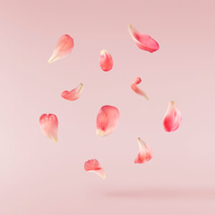 Wall Mural - Beautiful coral Suffruticosa Tree Peony petals falling in the air isolated on pink background. High resolution, zero gravity or levitation concept.