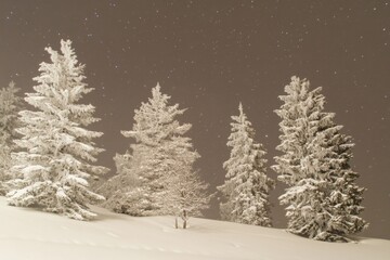 Wall Mural - A group of snow-covered trees stand tall on a snowy hill, perfect for winter scenes or outdoor adventures