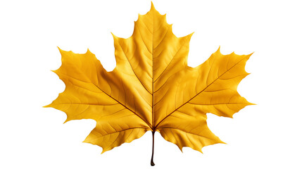 a vibrant yellow maple leaf in autumn, isolated on a white background, showcasing seasonal beauty, s