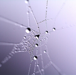 dew drops on a spider web