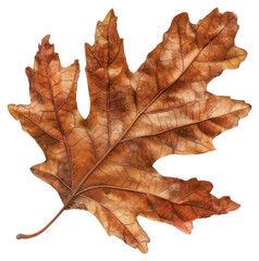 Wall Mural - png brown oak leaf photography seasonal texture.