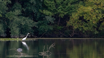 Wall Mural - A pristine white egret stands gracefully in a calm, reflective lagoon surrounded by lush vegetation