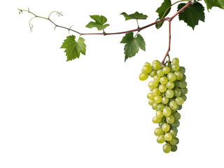 bunch of grapes isolated. green organic natural grapes. copy space. png