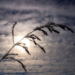 Wall Mural - a branch of a plant is silhouetted against a cloudy sky