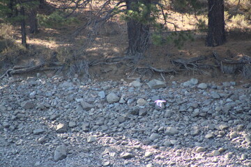 bird in the forest