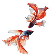 Canvas Print - PNG Two fighting fish water underwater splashing.