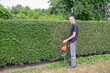 © Ekaterina - male gardener trims a thorny holly hedge with an electric hedge trimmer in his backyard garden, stops because of fatigue and looks at the camera while leaning on the hedge trimmer,