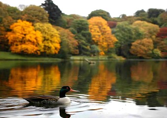 Poster - A duck swims on a calm lake reflecting autumnal trees.