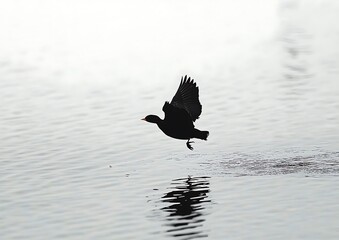 Wall Mural - Black bird in flight over calm water, reflected in the surface.