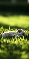 Canvas Print - Fluffy white bunny resting peacefully in vibrant green grass, bathed in sunlight.