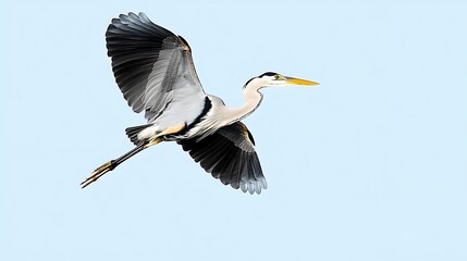 Wall Mural - Grey heron in flight against a pale blue sky.