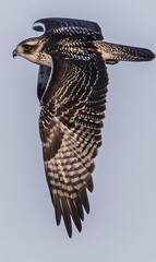 Wall Mural - Gyrfalcon in flight, showcasing its detailed plumage and powerful wings against a muted sky.