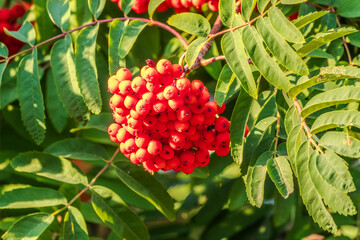 Wall Mural - Autumn bright red rowan berries with leaves