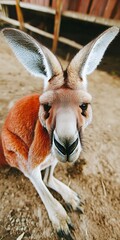 Wall Mural - Red kangaroo close-up, sitting on ground.