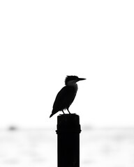 Poster - Silhouette of a kingfisher perched on a post against a bright background.