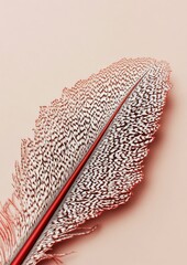 Sticker - Single red-tipped feather on pink background.