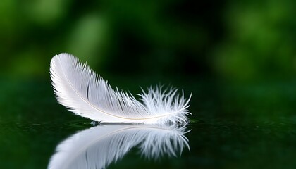 Poster - Single white feather with reflection on dark surface, green background.