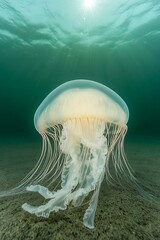 Wall Mural - Underwater close-up of a large jellyfish on the ocean floor, illuminated by sunlight from above.