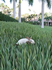 Poster - White rabbit hidden in lush green grass, tropical setting.