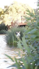 Wall Mural - White rabbit hidden in reeds by lake.