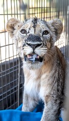 Poster - Young lion cub sitting in cage, slightly dirty face.